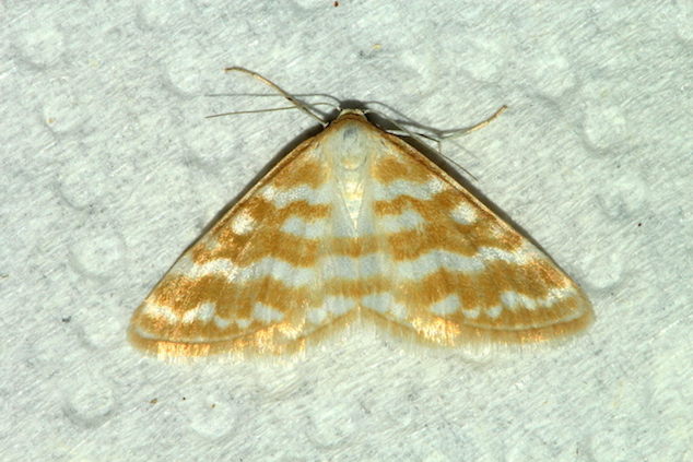 Geometridae III - Idaea sericeata